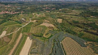 宝山出“宝果”！青岛的明月苹果丰收啦，上镜头|兴农记⑥