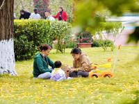 满城渐披“黄金甲”！金秋青岛的银杏树美出天际