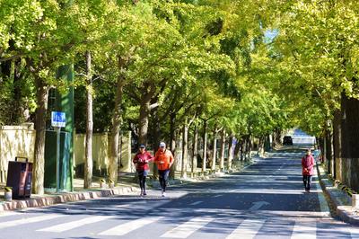 满城渐披“黄金甲”！金秋青岛的银杏树美出天际