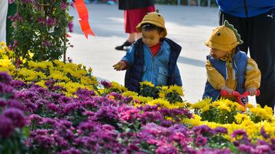 海泊河公园：秋日赏菊，“不一样的烟火”