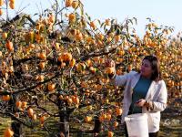 秋天的N种颜色·金|新“柿”业，满枝头！前二沟村的柿子熟啦