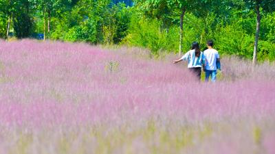 风吹“黛”浪，花穗如丝！这样的秋景，爱了