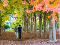 秋天的N种颜色·红 | 高颜值滤镜！青岛这片枫林太出片了