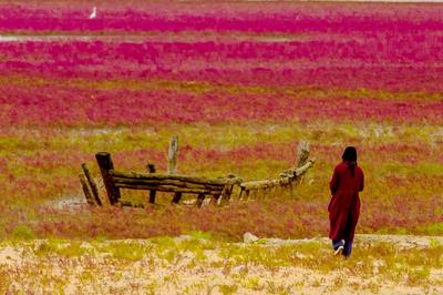 洋河入海口变“红海滩”？只因这种植物