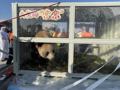 中东首对！两只中国大熊猫抵达卡塔尔首都多哈