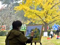 满城渐披“黄金甲”！金秋青岛的银杏树美出天际