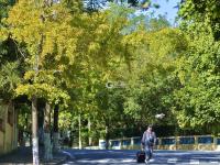 满城渐披“黄金甲”！金秋青岛的银杏树美出天际