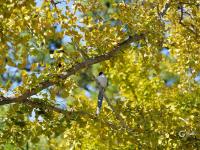 满城渐披“黄金甲”！金秋青岛的银杏树美出天际