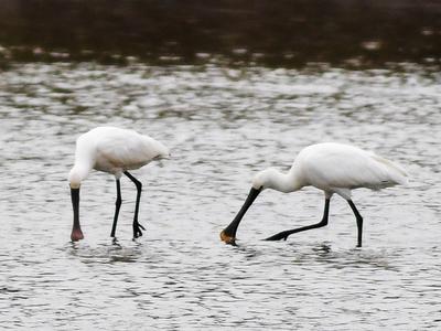 大杓鹬、白琵鹭……实拍白沙河湿地“水鸟驿站”