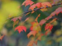 秋天的N种颜色 | 象耳山，红黄绿