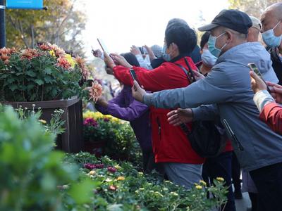 “全民摄影师”上线！中山公园进入“赏菊时间”