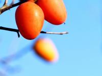 秋天的N种颜色·金|新“柿”业，满枝头！前二沟村的柿子熟啦