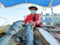 崂山码头：人间至味是鲜咸