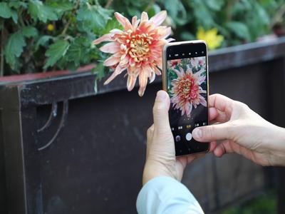 “全民摄影师”上线！中山公园进入“赏菊时间”