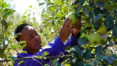 宝山出“宝果”！青岛的明月苹果丰收啦，上镜头|兴农记⑥
