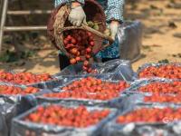 “酸酸甜甜就是我”！青岛这里的山楂熟啦