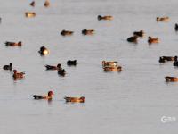 小可爱来啦！大批候鸟飞抵胶州湾越冬