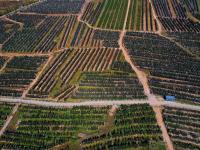 产业兴，农民富，乡村美！看，南官庄村