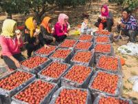 “酸酸甜甜就是我”！青岛这里的山楂熟啦