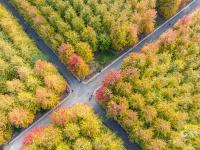 秋天的N种颜色·红 | 高颜值滤镜！青岛这片枫林太出片了