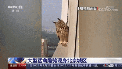 食肉猛禽为何出现在北京市区？会伤人吗？
