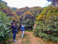 中山公园：有种秋天，叫“桂花十里香”