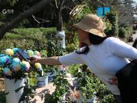 “全民摄影师”上线！中山公园进入“赏菊时间”