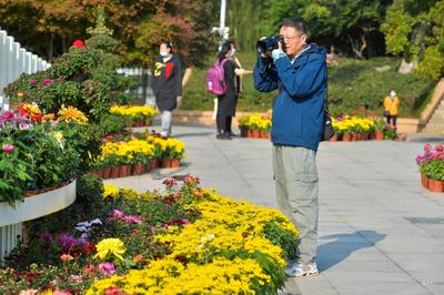 海泊河公园：秋日赏菊，“不一样的烟火”