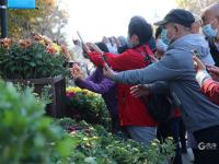 “全民摄影师”上线！中山公园进入“赏菊时间”