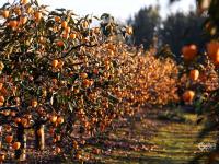 秋天的N种颜色·金|新“柿”业，满枝头！前二沟村的柿子熟啦