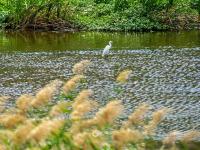 张村河即景：水清岸绿，白鹭忙“贴秋膘”