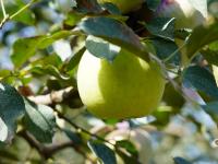 宝山出“宝果”！青岛的明月苹果丰收啦，上镜头|兴农记⑥