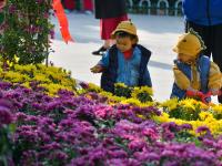 海泊河公园：秋日赏菊，“不一样的烟火”