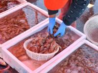 渔港实拍：亲民价小海鲜出没！吃货们注意