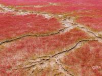 洋河入海口变“红海滩”？只因这种植物