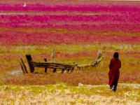 洋河入海口变“红海滩”？只因这种植物