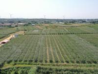 美“梨”乐农家，平度云山镇秋月梨大丰收——兴农记⑤