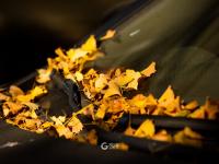 青岛老城这条“小众银杏路”颜值爆表