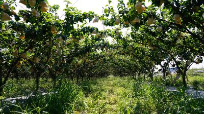 美“梨”乐农家，平度云山镇秋月梨大丰收——兴农记⑤