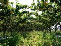 美“梨”乐农家，平度云山镇秋月梨大丰收——兴农记⑤