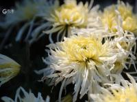 错过等一年！中山公园菊展时间过半，速来