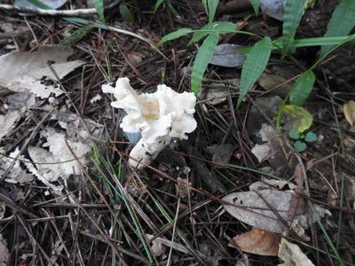 我国发现新物种“白盖鸡油菌”，专家建议不要采食