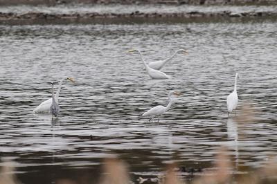 大杓鹬、白琵鹭……实拍白沙河湿地“水鸟驿站”