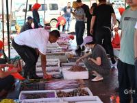 渔港实拍：亲民价小海鲜出没！吃货们注意