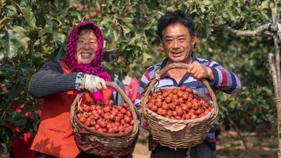 “酸酸甜甜就是我”！青岛这里的山楂熟啦