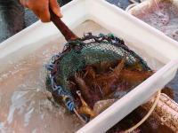 渔港实拍：亲民价小海鲜出没！吃货们注意