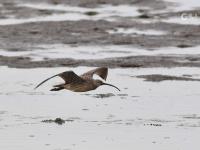 大杓鹬、白琵鹭……实拍白沙河湿地“水鸟驿站”