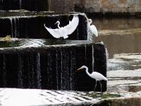 张村河即景：水清岸绿，白鹭忙“贴秋膘”