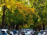 青岛老城这条“小众银杏路”颜值爆表