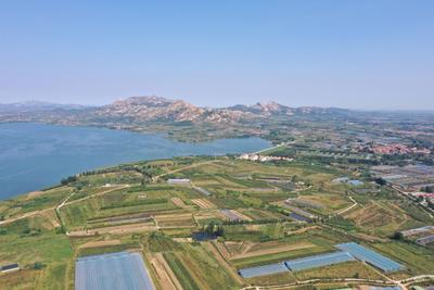 美“梨”乐农家，平度云山镇秋月梨大丰收——兴农记⑤